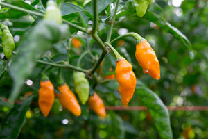 A Datil Pepper plant with leaves and orange ripe Datil Peppers