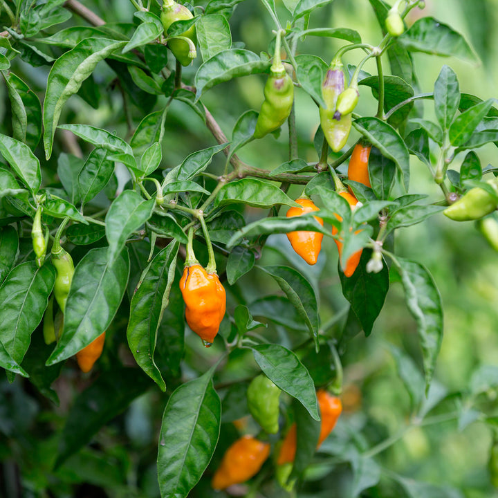 Zab's Datil Pepper Hot Sauce